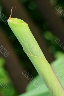 Banana leaf