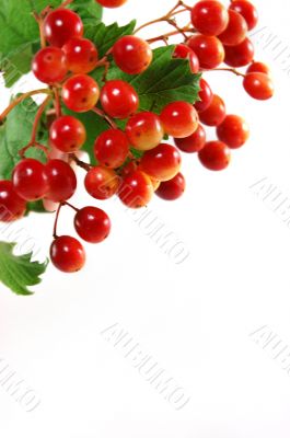 Red berries