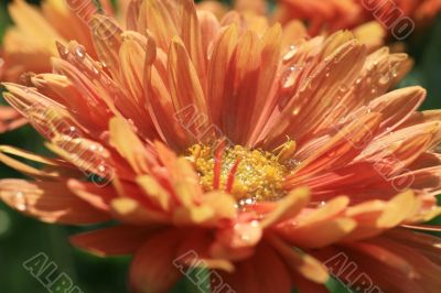 Red daisy