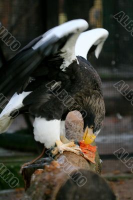 eagle