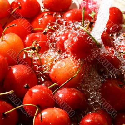 sweet cherry under wet