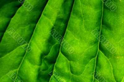 green leaf