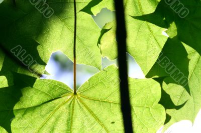 green leaf