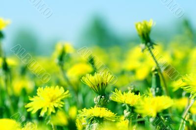dandelion field