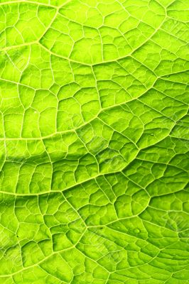 green leaf