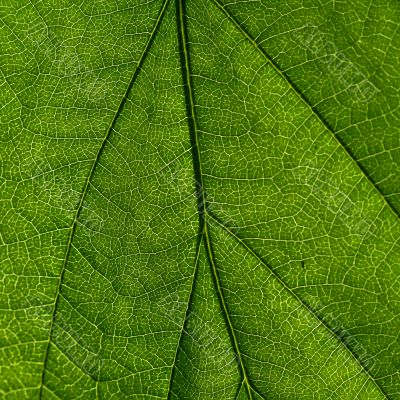 green leaf