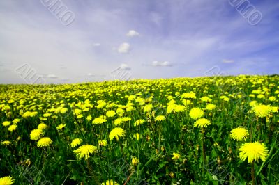 dandelion landscape