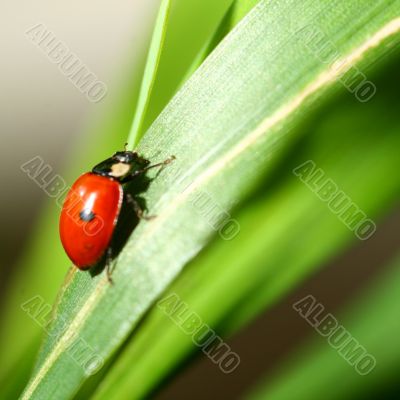 ladybug on grass