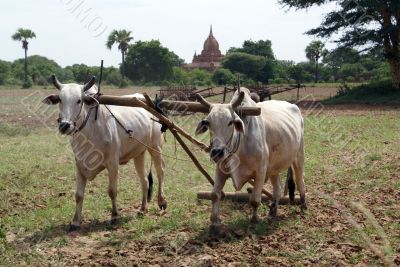 Cows and plouch