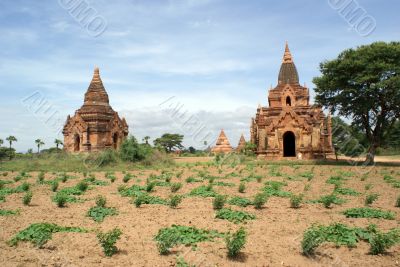 Field and pagodas