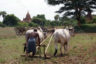 Plouch and cow