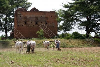 Ploughs and ruin