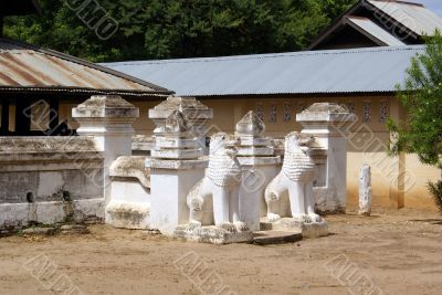 White lions