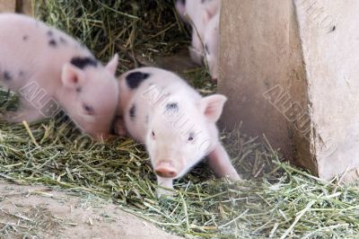 One day old baby piglets