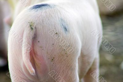 Three week old baby piglets