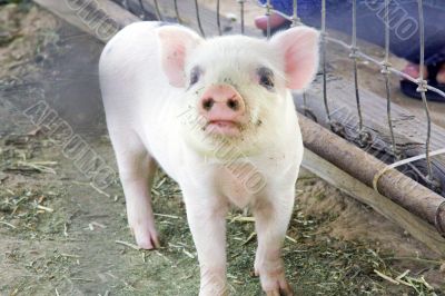 Three week old baby piglets