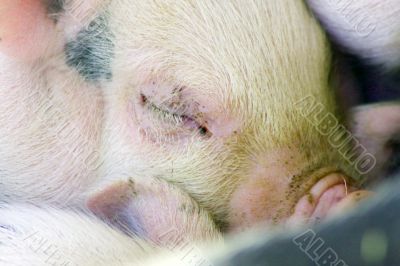 Three week old baby piglets