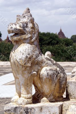 White lion