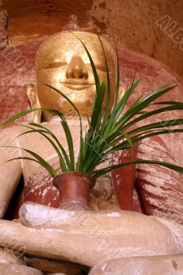 Buddha with plant