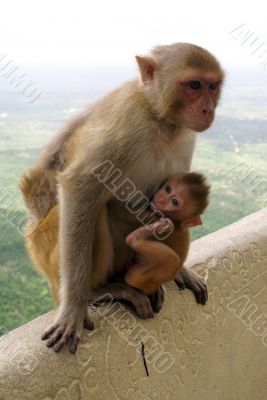 Monkeys