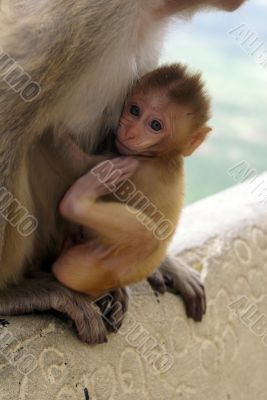 Child