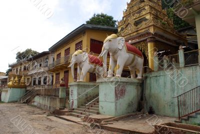 Elephants