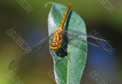 Dragonfly-model