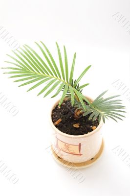 Young palm