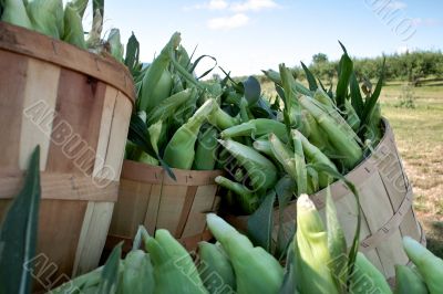 Fresh Picked Sweet Corn