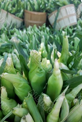 Fresh Picked Sweet Corn