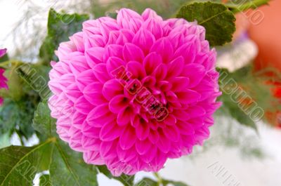 Pink Dahlia