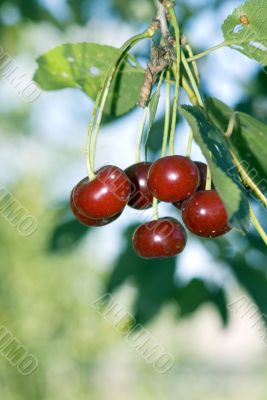 big sweet and juicily cherries