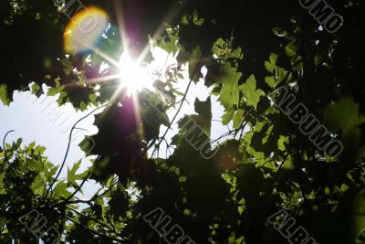 sunlight in trees of green forest