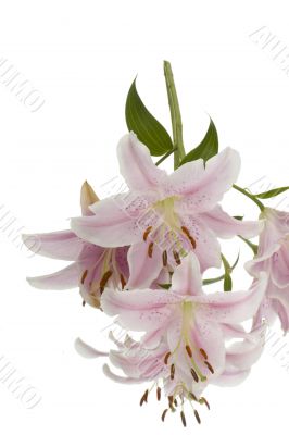 lily
