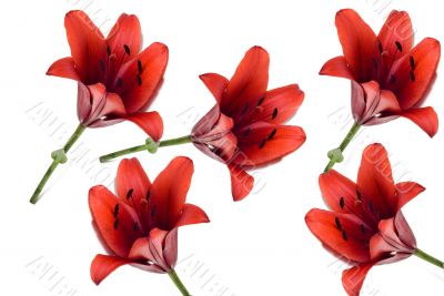 Tiger Lily Background