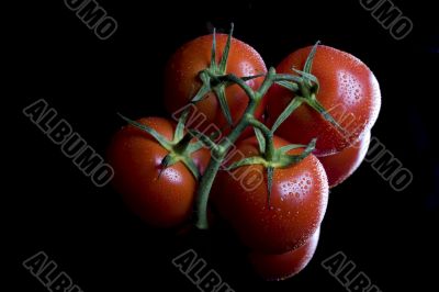 tomatoes