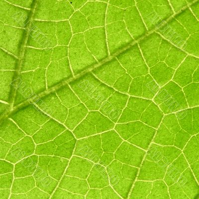 green leaf