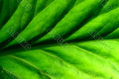 green leaf