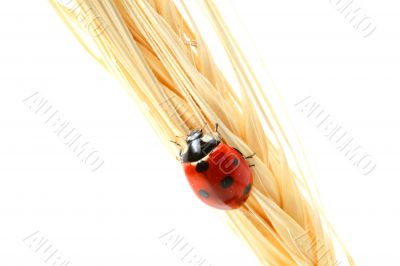 ladybug on wheat