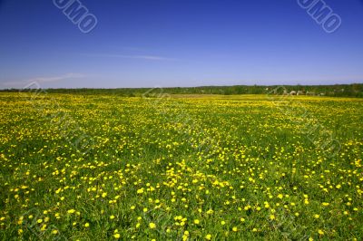 dandelion landscape