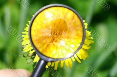 yellow dandelion