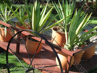 tropical plants on a cart