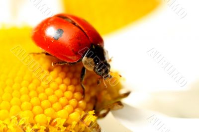 ladybug on camomile