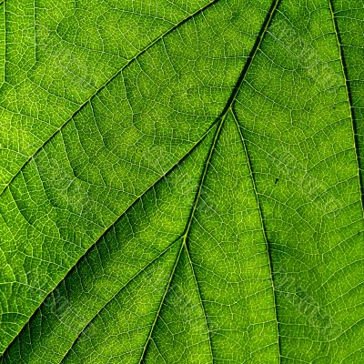 green leaf
