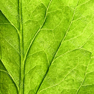 green leaf