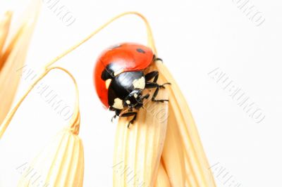 ladybug on wheat