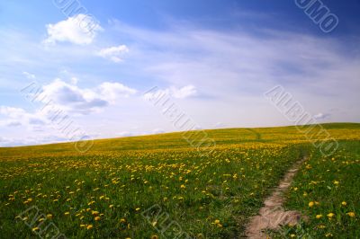 dandelion landscape