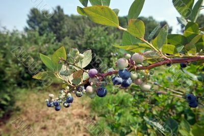 Blueberry Branch