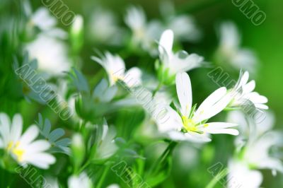 white spring flowers
