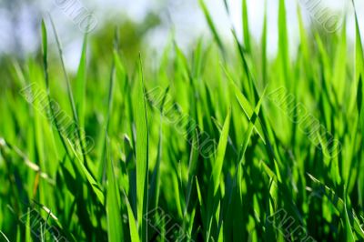 green grass fild